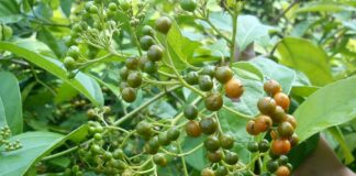 Cây xạ đen “dược liệu vàng”, nhiều công dụng nhưng Không Phải ai cũng nên dùng, không phải càng nhiều càng tốt