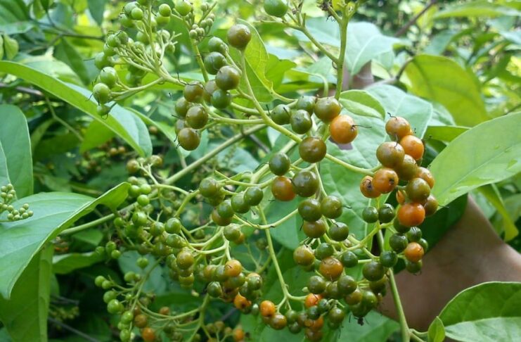 Cây xạ đen “dược liệu vàng”, nhiều công dụng nhưng Không Phải ai cũng nên dùng, không phải càng nhiều càng tốt