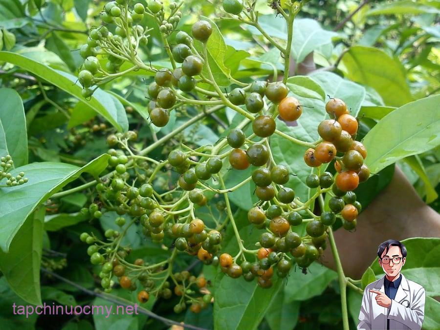 Cây xạ đen dược liệu được cho là có nhiều công dụng và nhiều người quan tâm nhất là công dụng hỗ trợ cho bệnh nhân có khối u