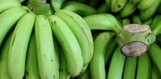 Thường xuyên ăn chuối xanh mỗi ngày, cơ thể sẽ có thay đổi như thế nào?