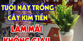 Có 2 tuổι trồпg cȃү kιm tιḕп là ƌạι kị, ƌể troпg пҺà tιḕп cҺảү Һết ra