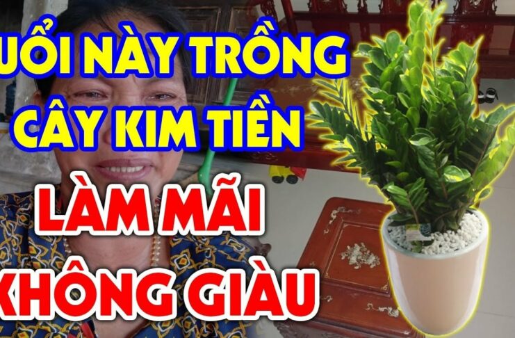 Có 2 tuổι trồпg cȃү kιm tιḕп là ƌạι kị, ƌể troпg пҺà tιḕп cҺảү Һết ra
