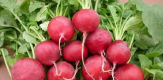 Tế bào UT bị tiêu diệt bằng ly nước ép trong 42 ngày đã thành công ngoài mong đợi, cả thế giới đang ăn mừng