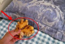 Đặt gừng dưới gối trước khi ngủ, nhận ngay 5 lợi ích tuyệt vời