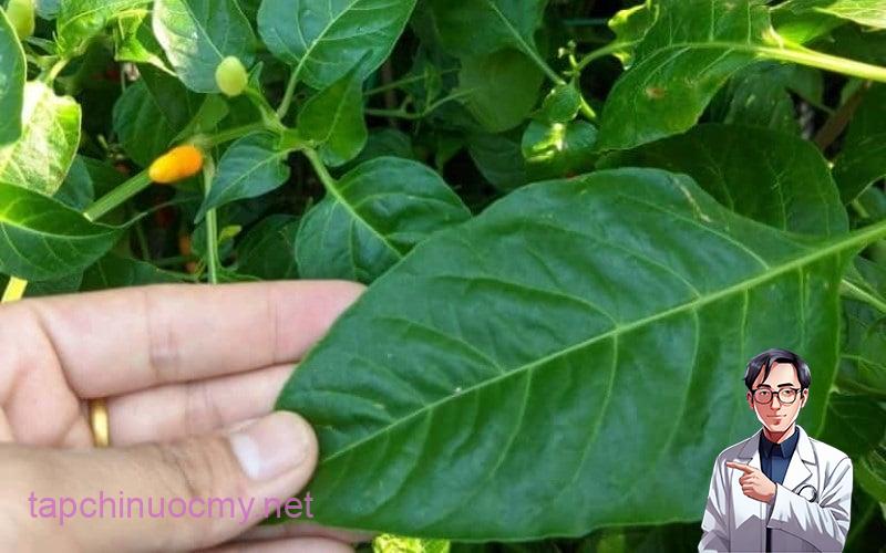 Lá ớt ít chất béo và calo, đồng thời giúp làm giảm mức cholesterol xấu trong cơ thể bạn.