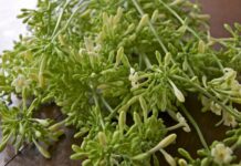 Hoa đu đủ đực ngâm mật ong cực tốt nhưng đại kỵ với 4 người này