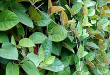 Một nắm lá mơ đánh bay 9 bệnh thường gặp, biết rồi thì trồng ngay 1 bụi trong vườn phòng khi cần