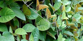 Một nắm lá mơ đánh bay 9 bệnh thường gặp, biết rồi thì trồng ngay 1 bụi trong vườn phòng khi cần