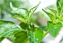 Loại lá chứa kho canxi, dưỡng gan bổ mắt, mọc đầy vườn, nhiều người không biết chỉ nhổ bỏ