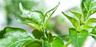 Loại lá chứa kho canxi, dưỡng gan bổ mắt, mọc đầy vườn, nhiều người không biết chỉ nhổ bỏ