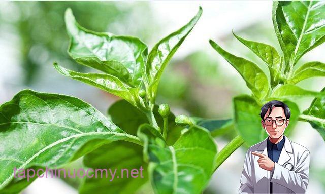 Loại lá chứa kho canxi, dưỡng gan bổ mắt, mọc đầy vườn, nhiều người không biết chỉ nhổ bỏ