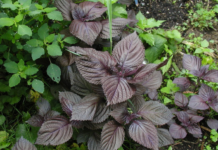 Uống nước lá tía tô có thể giải quyết được 6 vấn đề sau 1 tuần