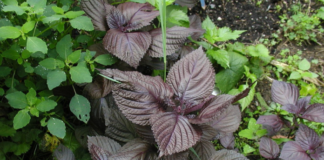 Uống nước lá tía tô có thể giải quyết được 6 vấn đề sau 1 tuần