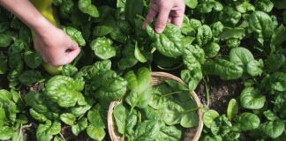 Loại rau siêu bổ dưỡng từ lá đến rễ, nhiều người không biết lại đem cắt bỏ