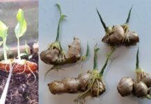 Mẹo trồng Gừng tại nhà cho củ to mập, ăn quanh năm không hết