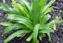 Trồng khóm mùi tàu trong nhà như có thêm ‘tủ thuốc quý’