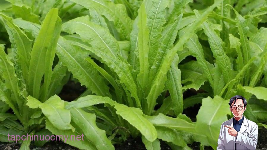 Bạn có thể chế biến rau diếp thơm thành nhiều món ngon hấp dẫn.