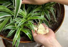 Lõi ngô tưởng chừng vô dụng không ngờ lại là ‘kho báu’ giúp bạn tiết kiệm hàng triệu đồng mỗi năm