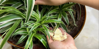 Lõi ngô tưởng chừng vô dụng không ngờ lại là ‘kho báu’ giúp bạn tiết kiệm hàng triệu đồng mỗi năm