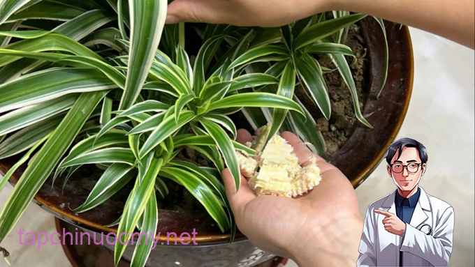 Bạn có thể thử nghiệm phương pháp này để xem những lợi ích mà lõi ngô mang lại cho vườn cây của mình