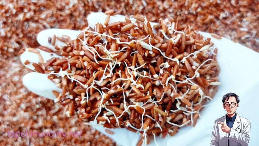 Gạo lứt mọc mầm có giá trị dinh dưỡng cao.