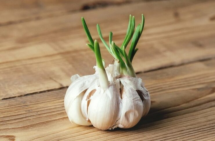 4 loại thực phẩm mọc mầm còn tốt hơn bình thường, nhiều người không biết đem vứt bỏ