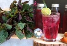 Điều gì sẽ xảy ra với cơ thể nếu bạn thường xuyên uống nước lá tía tô mỗi ngày?