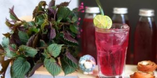 Điều gì sẽ xảy ra với cơ thể nếu bạn thường xuyên uống nước lá tía tô mỗi ngày?