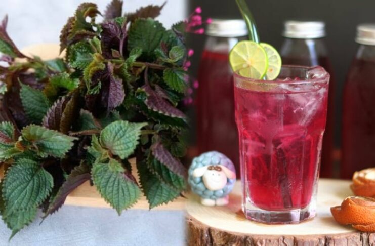 Điều gì sẽ xảy ra với cơ thể nếu bạn thường xuyên uống nước lá tía tô mỗi ngày?