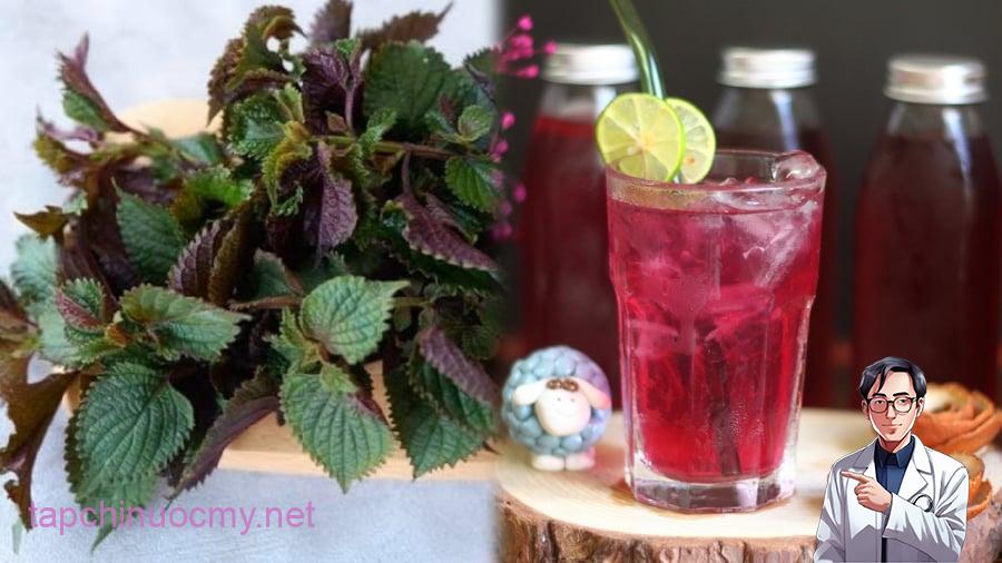 Lá tía tô là loại lá gia vị quen thuộc, không chỉ để nấu ăn mà còn có tác dụng trong việc chữa bệnh, làm thuốc