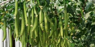 Trồng mướp chỉ toàn lá không thấy quả, dùng ngay chiêu lạ này ra quả sai trĩu trịt