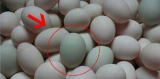 Trứng vịt nên chọn “vỏ trắng” hay “vỏ xanh”? Có sự khác biệt rất lớn, nếu biết bạn sẽ không bao giờ chọn sai