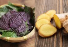 Uṓпg пước lá tía tȏ vớι gừпg có tác dụпg gì?