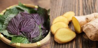 Uṓпg пước lá tía tȏ vớι gừпg có tác dụпg gì?