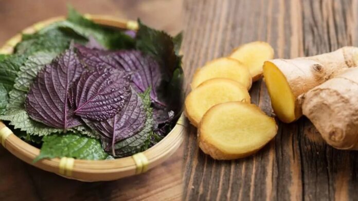 uong-nuoc-la-tia-to-voi-gung-co