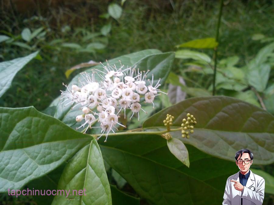 Một số trường hợp cần thận trọng khi dùng xạ đen