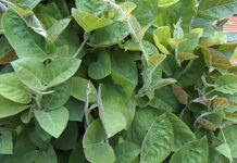 Một nắm lá mơ đánh bay 9 bệnh thường gặp, biết rồi thì trồng ngay 1 bụi trong vườn phòng khi cần