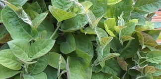 Một nắm lá mơ đánh bay 9 bệnh thường gặp, biết rồi thì trồng ngay 1 bụi trong vườn phòng khi cần