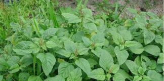 5 loại rau giàu collagen tự nhiên giúp da căng bóng mịn màng, rẻ bèo và dễ mua ở chợ