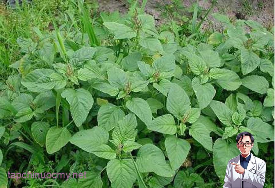 Rau dền là một trong những loại rau quen thuộc, dễ mua và thường xuyên xuất hiện trong bữa ăn hằng ngày.