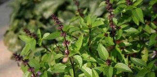 8 loại cây rắn nhìn thấy là tránh xa, trồng quanh nhà rắn không dám đến gần