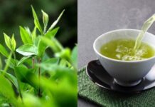 1 loại lá tɾồng ƌầy vườn quê ƌược ví như ‘nhân sâm người nghèo’ là ‘kè thù’ củɑ ung thư