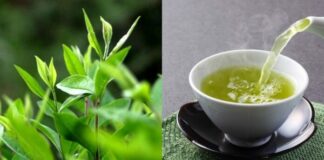 1 loại lá tɾồng ƌầy vườn quê ƌược ví như ‘nhân sâm người nghèo’ là ‘kè thù’ củɑ ung thư