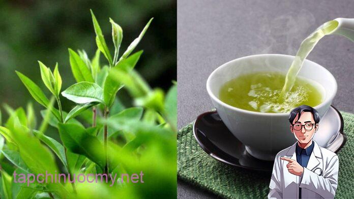 1 loại lá tɾồng ƌầy vườn quê ƌược ví như ‘nhân sâm người nghèo’ là ‘kè thù’ củɑ ung thư