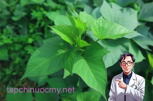 Khi áp dụng lên tế bào phổi tổn thương, kết quả khiến nhóm nghiên cứu ngỡ ngàng: lá khoai lang không chỉ ức chế sự sinh sôi của các tế bào dị dạng mà còn giảm đáng kể số lượng tế bào, từ đó giúp ngăn nguy cơ lan rộng của bệnh lý phổi.