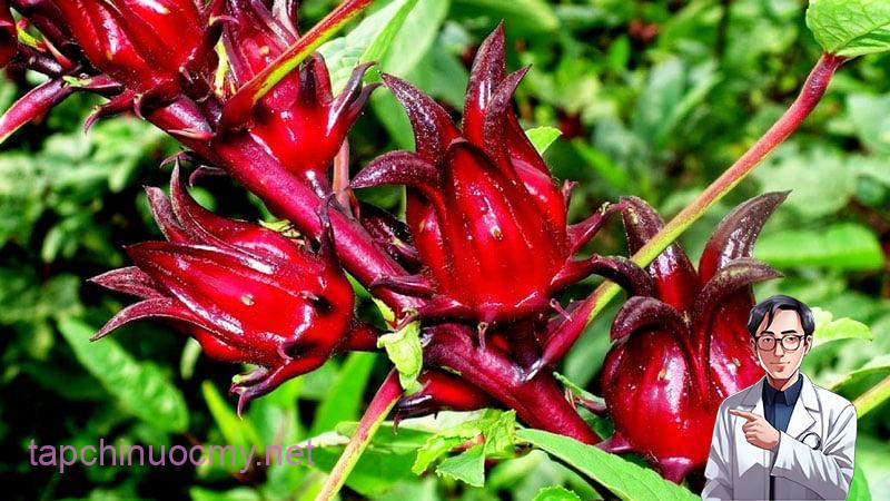 20230202_Anh-1-Cay-Atiso-do-bat-nguon-tu-Tay-Phi