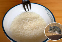 Trộn gạo với thứ này rồi để góc nhà, quét sạch cả đàn chuột chỉ sau một đêm