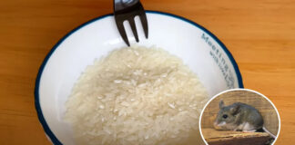 Trộn gạo với thứ này rồi để góc nhà, quét sạch cả đàn chuột chỉ sau một đêm
