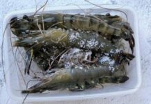 Đừng bỏ ngay tôm vào ngăn đá: Thêm 1 thìa này vào, tôm để cả tuần vẫn ngon ngọt, không chảy nước thâm đen