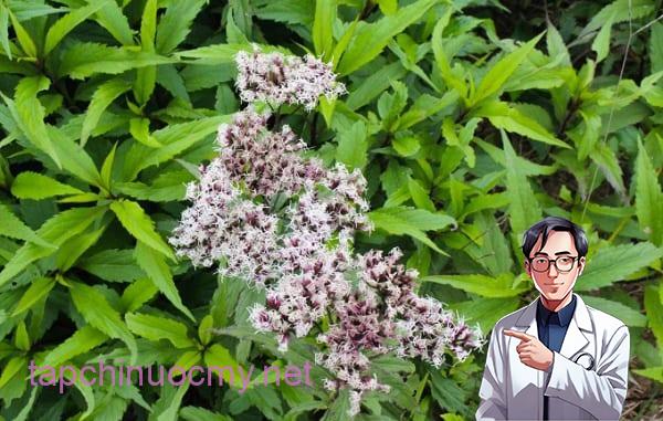 Có cây này hơn Báu Vật trong tay, trồng ngay 1 khóm trong vườn khi cần